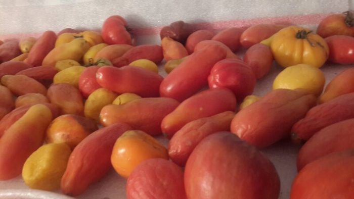 Ελαφρώς μαραμένες ντομάτες