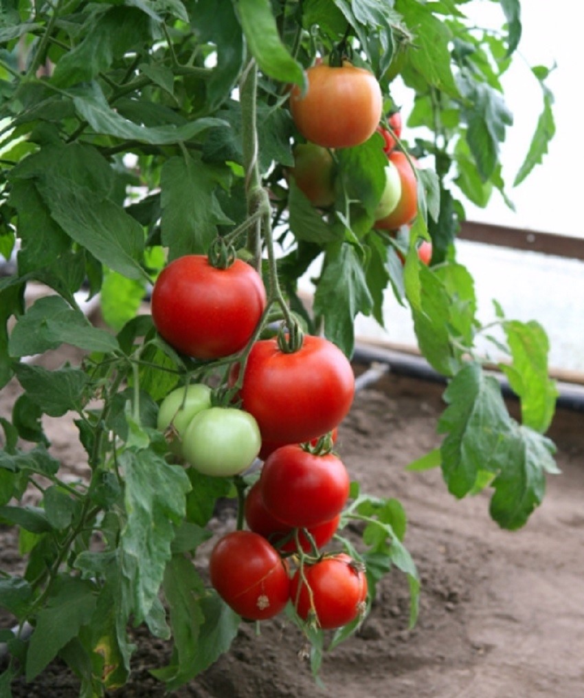 Домати сорт Ажур