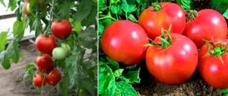 Домат Ажур F1