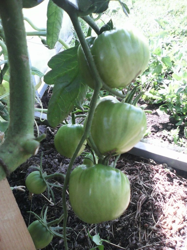 Καρδιά Ταύρου Ντομάτας