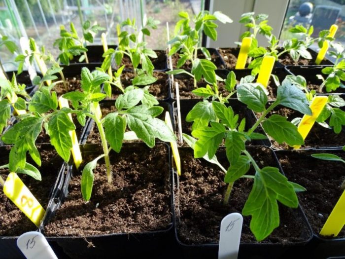 Σπορόφυτα ντομάτας