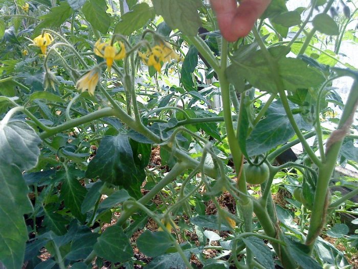 Λουλούδια σε μια ντομάτα