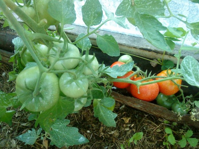 Τα πρώτα κοκκινισμένα φρούτα