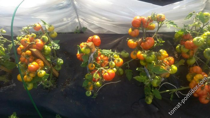 Θάμνοι Λαμπραντόρ