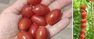 Сорт домати Малинов фонтан