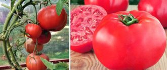 Сорт домати Малинов гигант