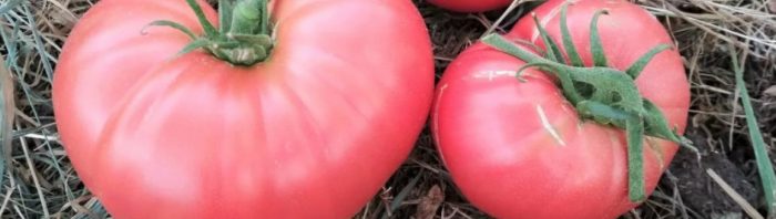 Големи малинови плодове