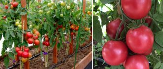 Сорт домати Малина Фермер