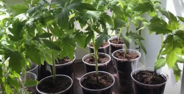 Разсад от домати