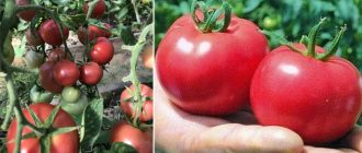 Сорт домати Розова Катя F1