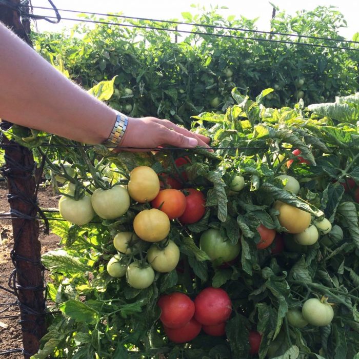 Ροζ ντομάτα Katya