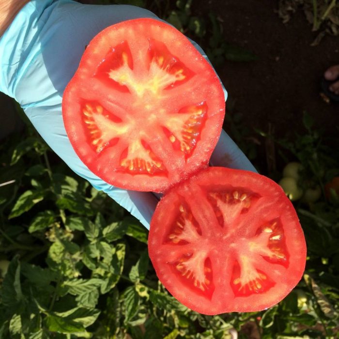 Ροζ Κάτια σε τομή