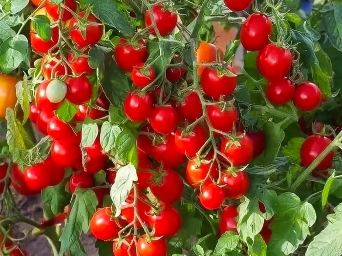 Червен домат сорт Земледелца