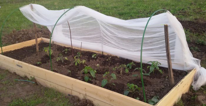 Φύτευση σε ανοιχτό έδαφος