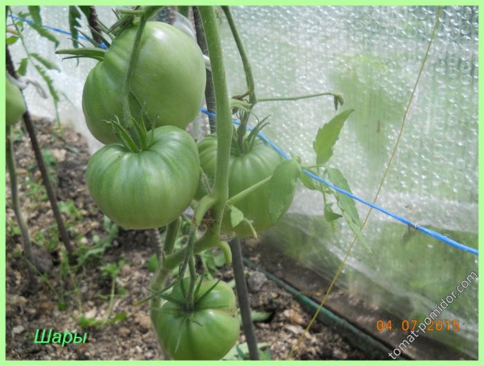 Θάμνοι Minusinsk Balls