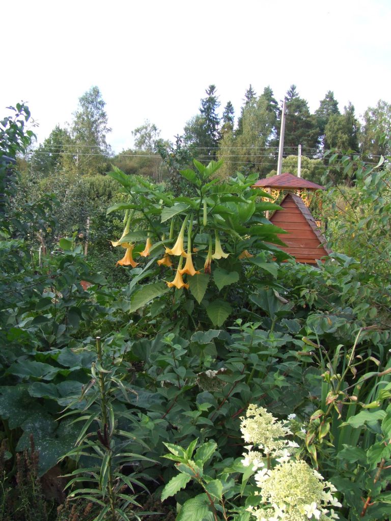 Жълта Бругмансия Бругмансия