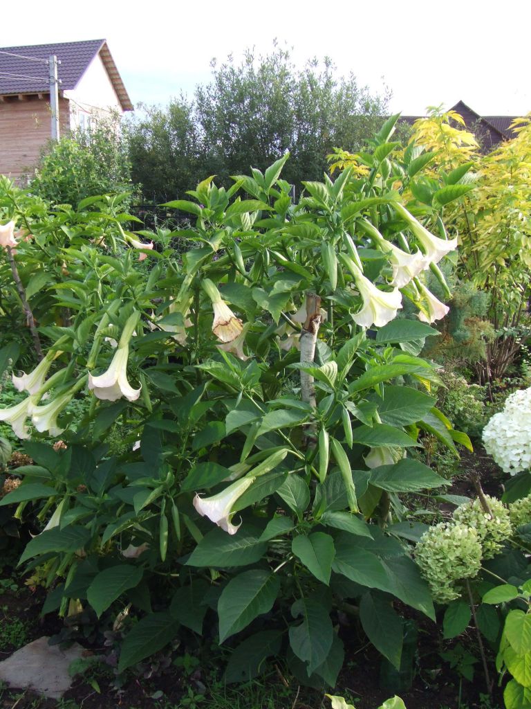 Татул Татул