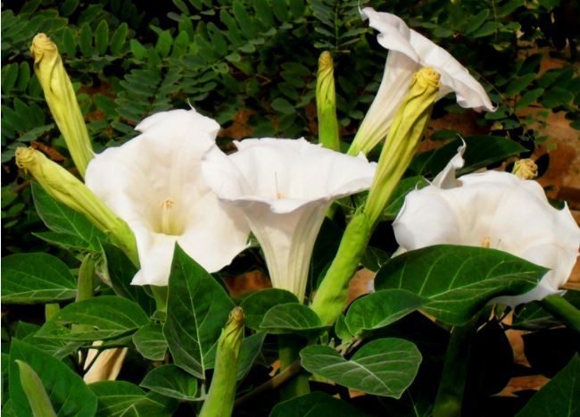 Растение Датура Цветя на татул