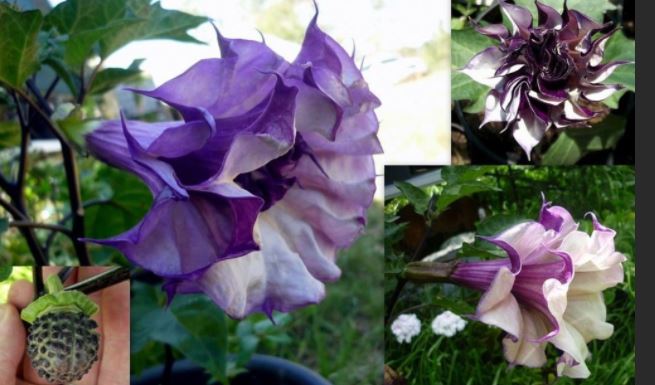 Цвете на татул Цветя и семена от татул