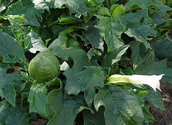 Видът Datura е безрък. Татул без ръце