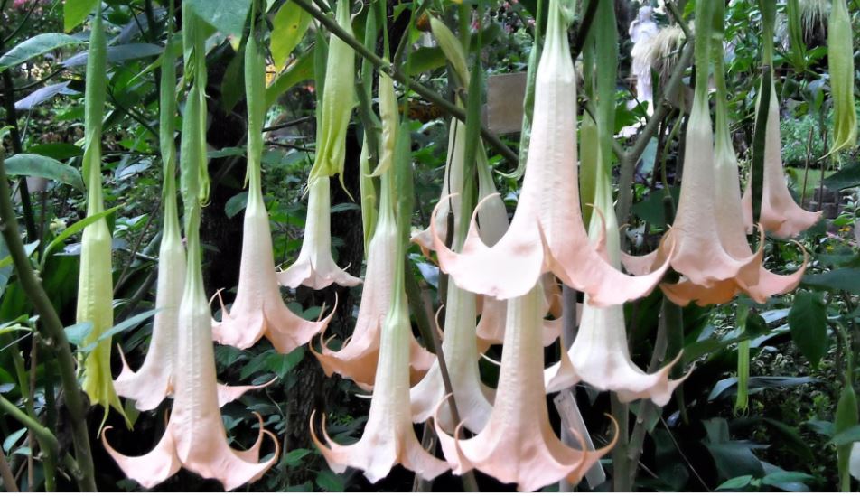 Дървовиден