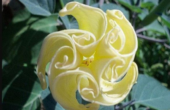 Татул Видове Datura indica