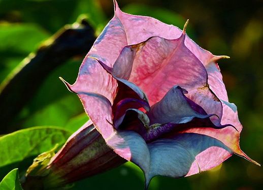 Татул Индийски татул