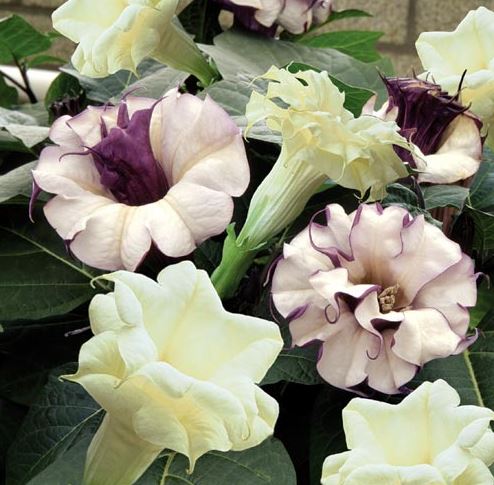 Двойно цвете на татул Разнообразие Тери Гигант