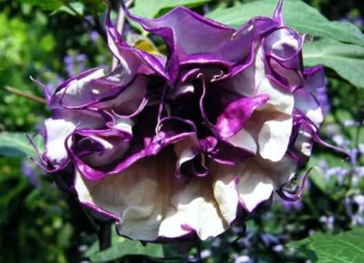 Datura indica, сорт Балерина Метил виолетово Datura Ballerina