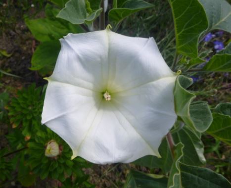 Татул Медея Татул сорт Медея