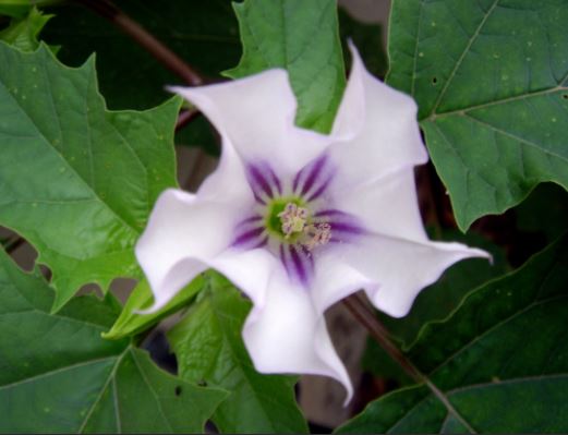 Обикновено цвете на татул Татул