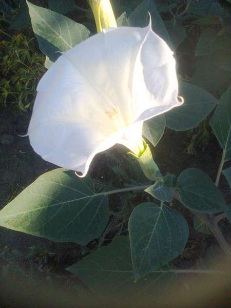 Бял татул Татул