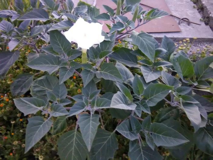 Красиво отровно цвете Красива и отровна