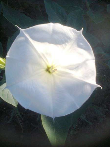 Цвете на татул Бял татул