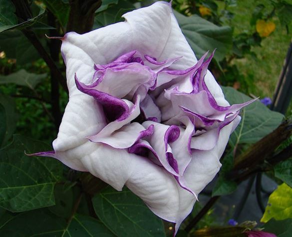 Сорт Датура Лилав Найт Лилав рицар на Датура