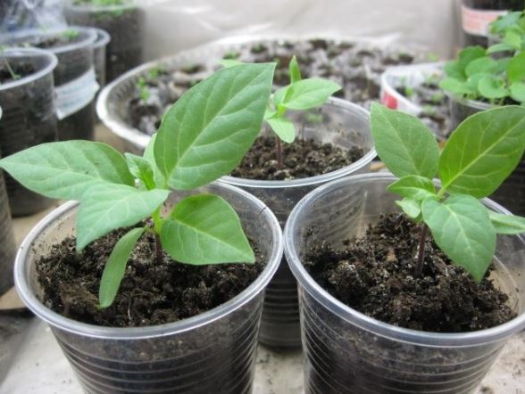 Разсад от татул Разсад от татул