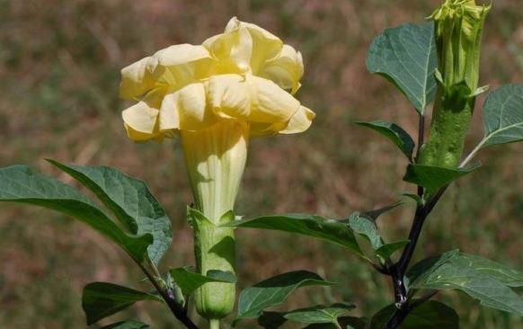 Индийски сорт Датура Найт Найт сорт