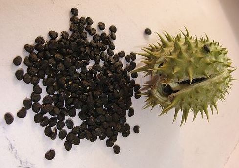 Семена от татул Семена от татул