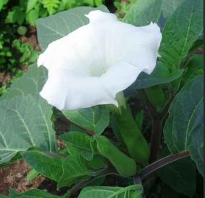 Трубадур от Датура Разнообразие от трубадур