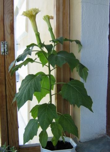 Цвете на татул у дома Татул в къщата