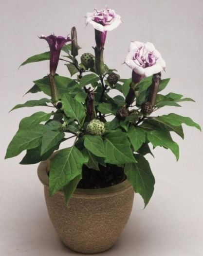 Татул в къщата Татул в саксия