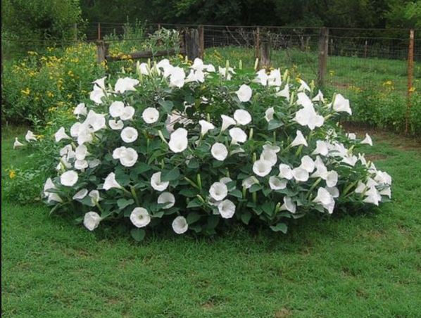 Цветна леха с татул