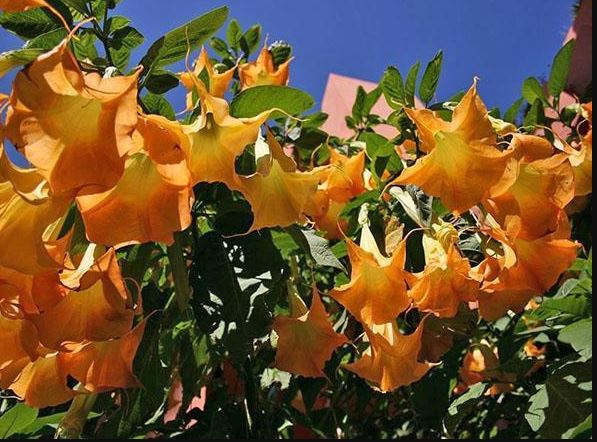 Оранжева бругмансия в пейзажа