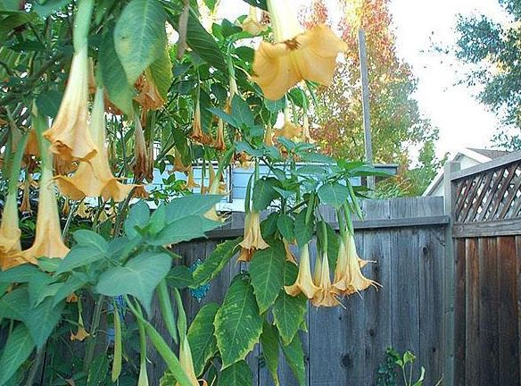 Бругмансия в пейзажа