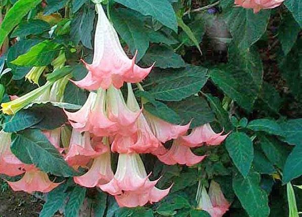 Грациозното цвете е бивш татул.