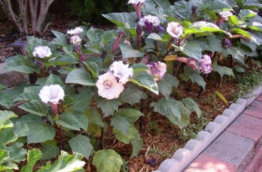 татул в цветната градина