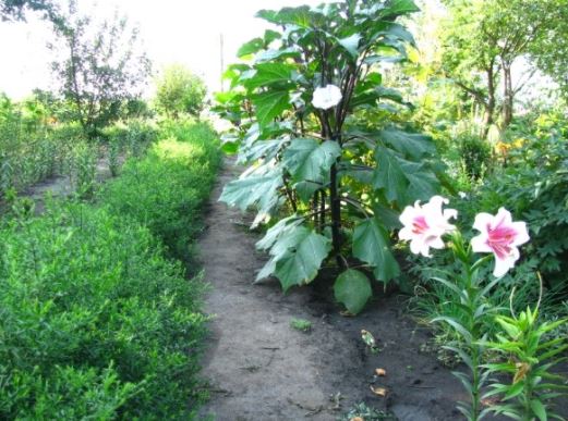 Татул в комбинация