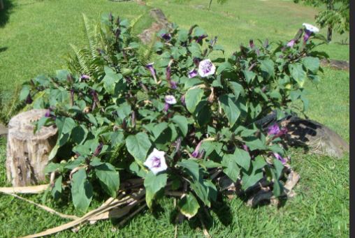 Татул за декорация