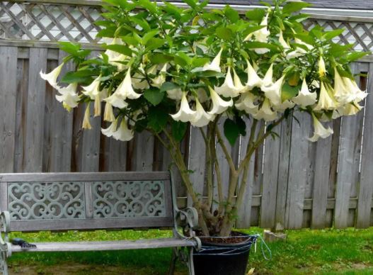 Бругманзия в саксия