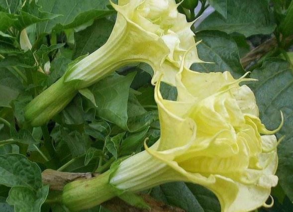 Индийски сорт Флоре Плено Жълт сорт Флоре Плено